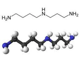 Benefits of spermidine 