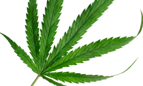 What is THCV concentrate