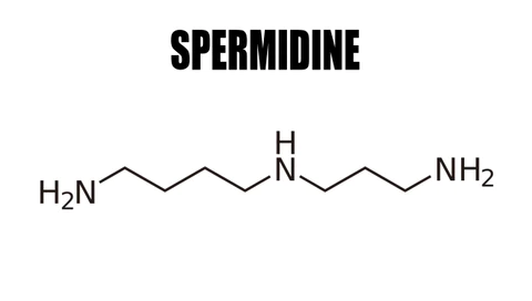 Spermidine Rich Foods And Spermidine Supplements
