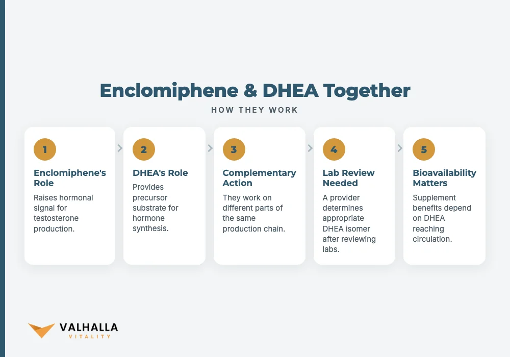 Enclomiphene & DHEA Together