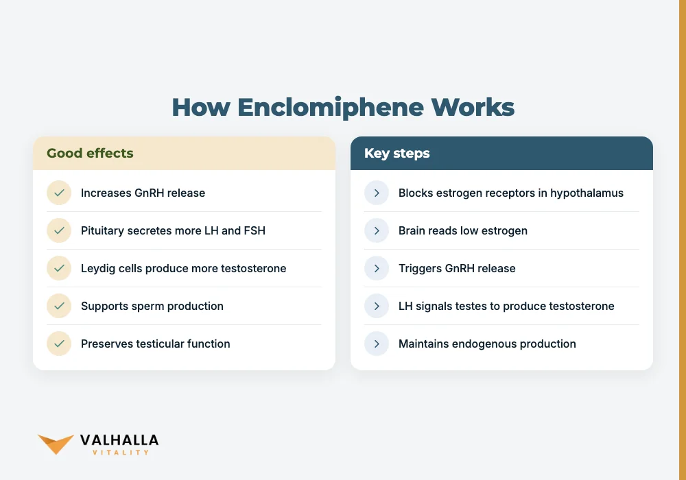 How Enclomiphene Works