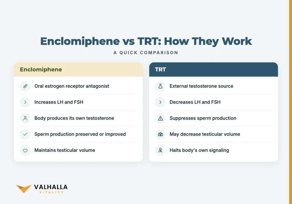 Enclomiphene vs TRT: How They Work