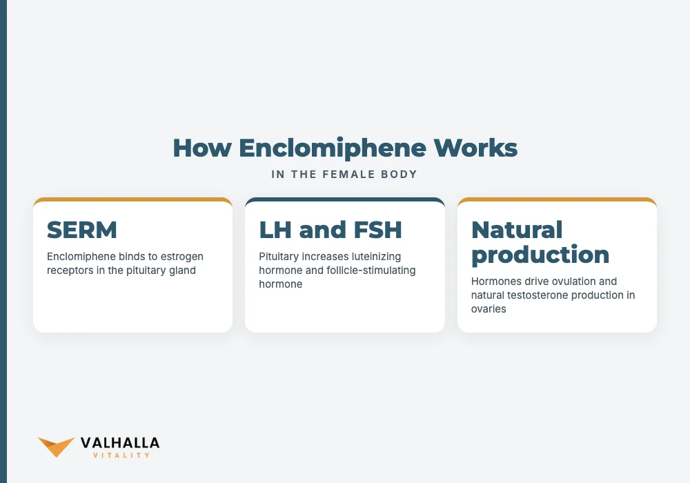How Enclomiphene Works