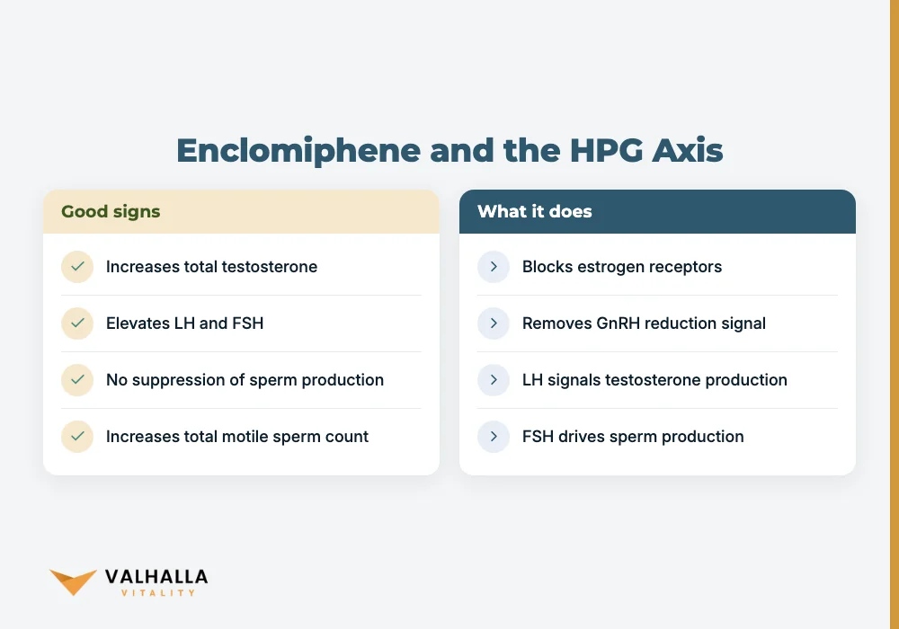 Enclomiphene and the HPG Axis