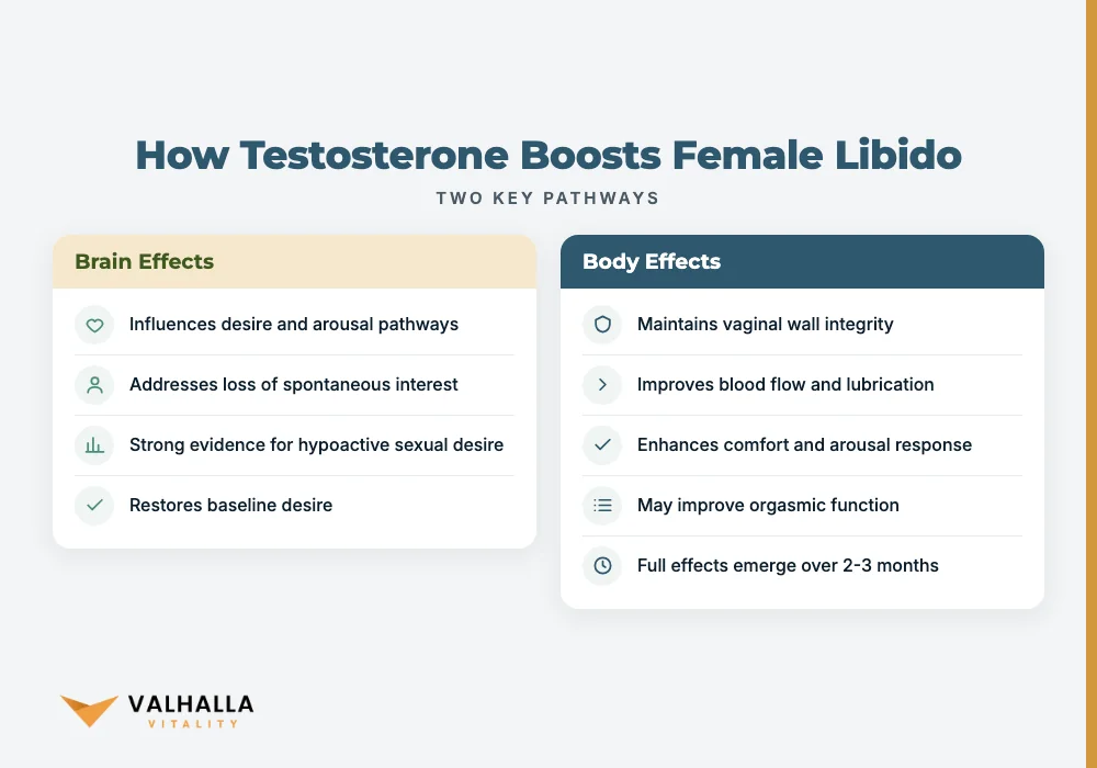 How Testosterone Boosts Female Libido