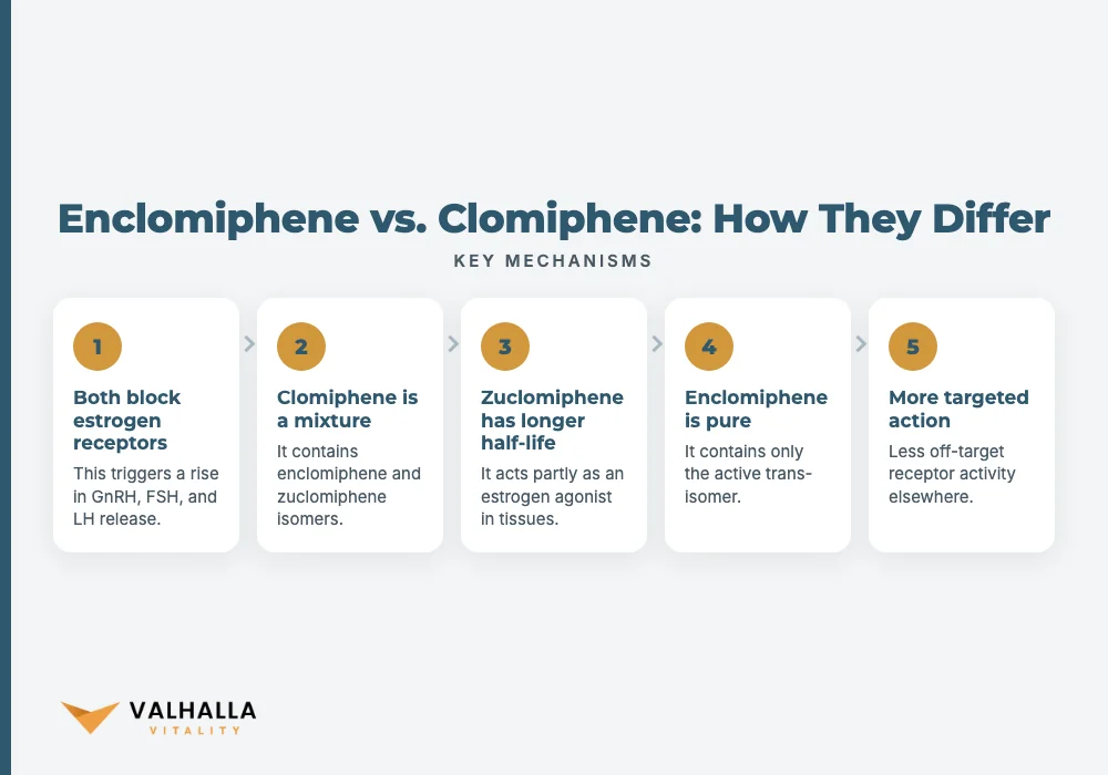 Enclomiphene vs. Clomiphene: How They Differ