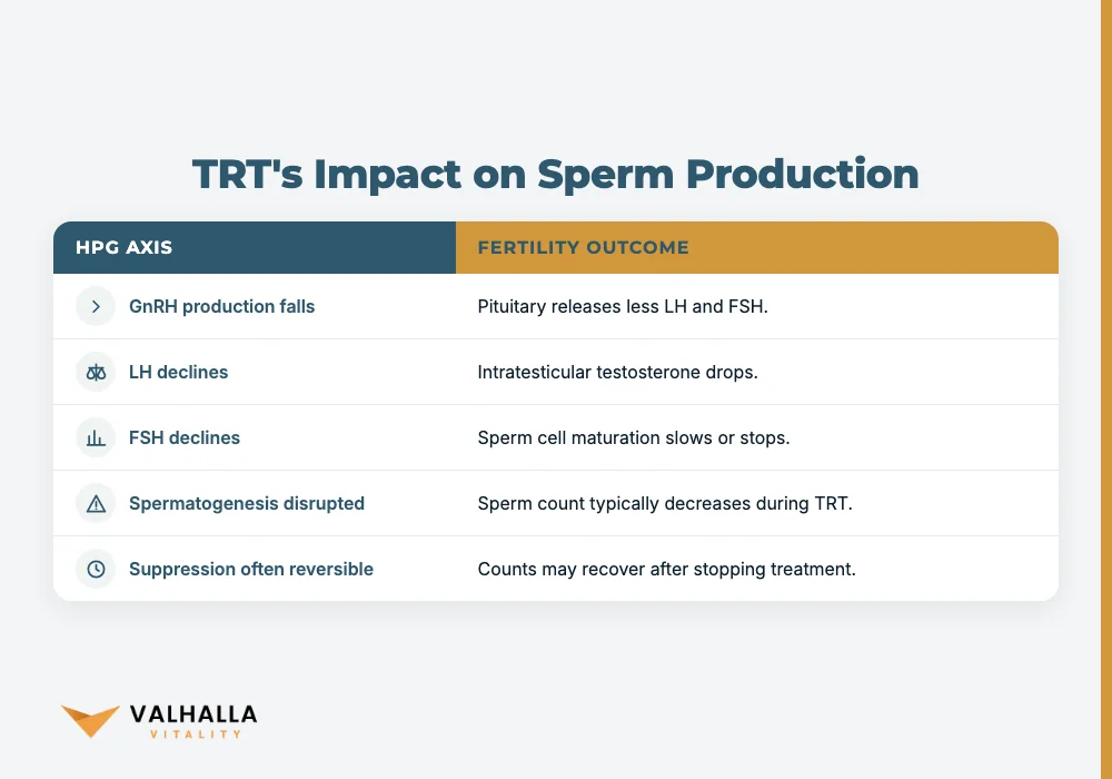 TRT's Impact on Sperm Production