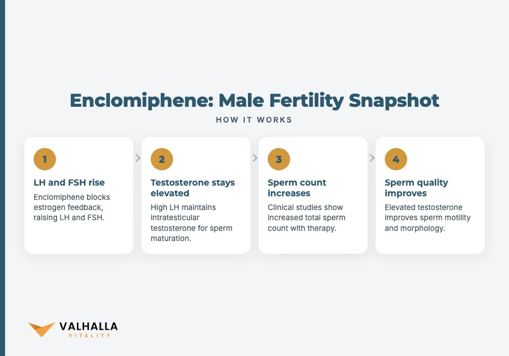 Enclomiphene: Male Fertility Snapshot