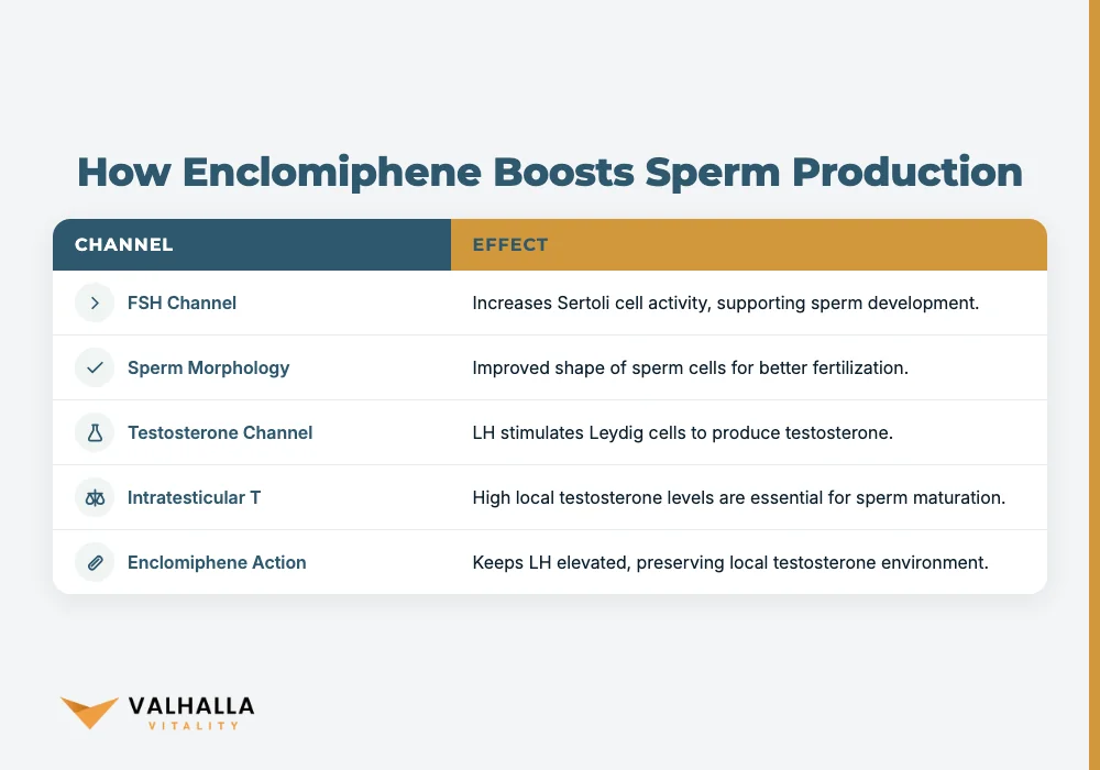 How Enclomiphene Boosts Sperm Production
