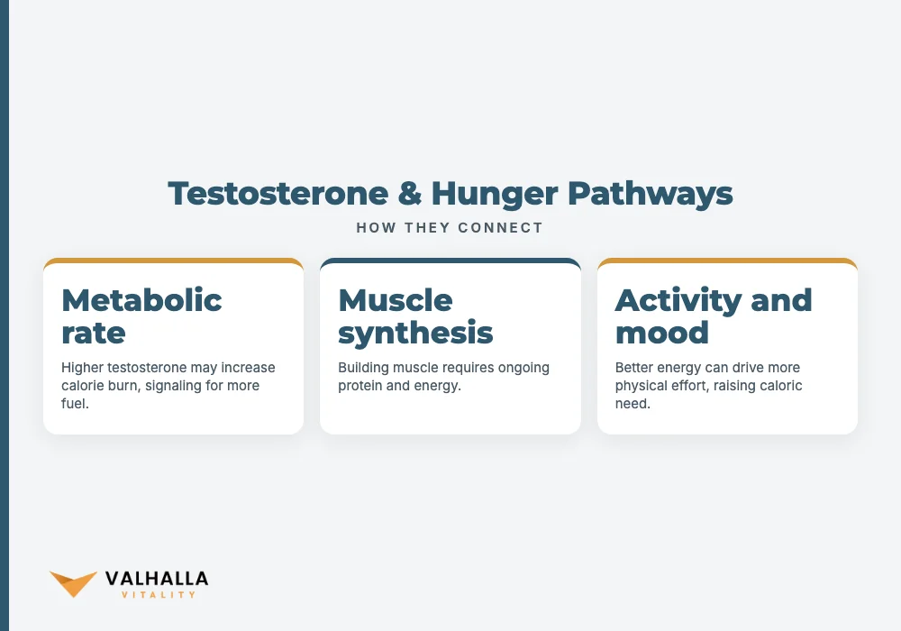 Testosterone & Hunger Pathways