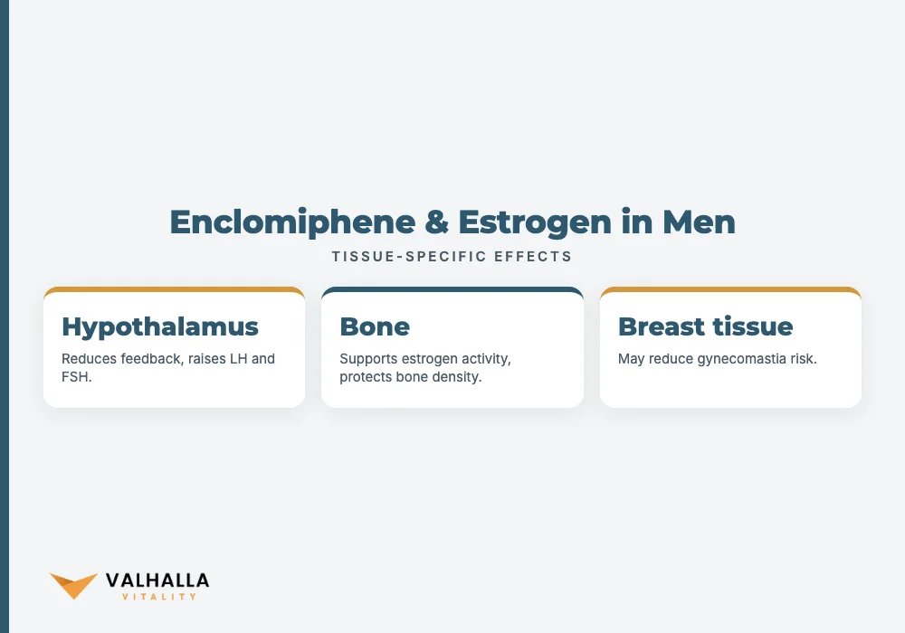 Enclomiphene & Estrogen in Men