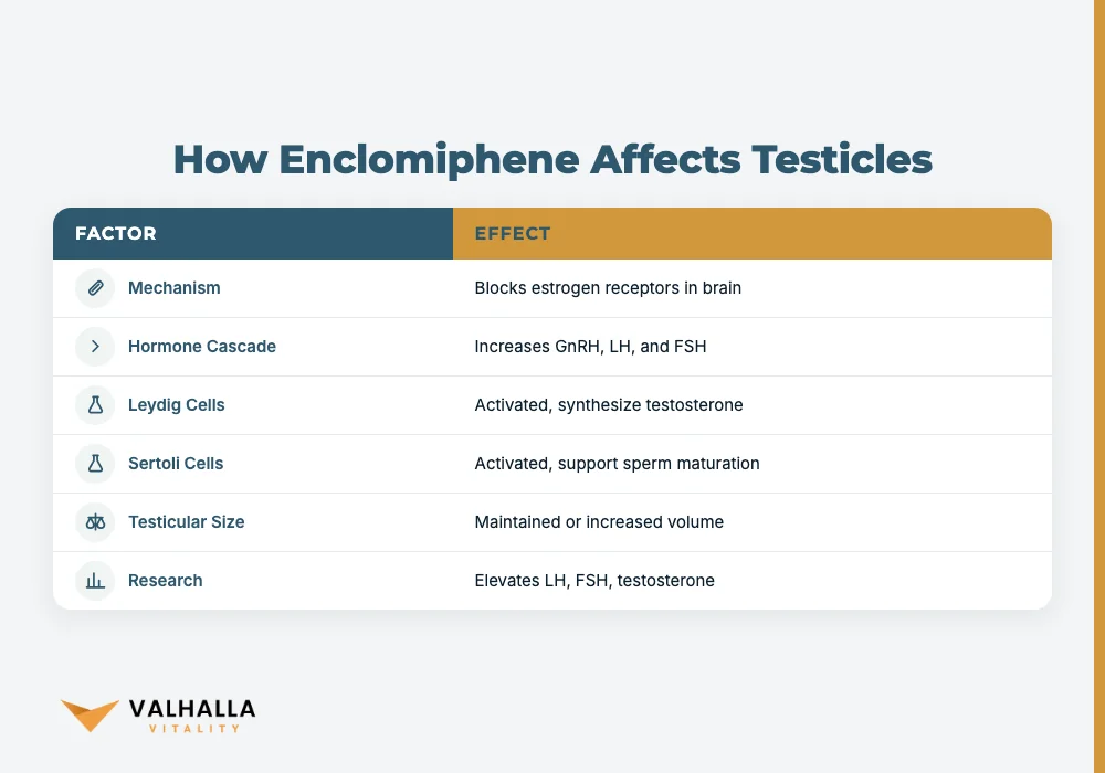 How Enclomiphene Affects Testicles