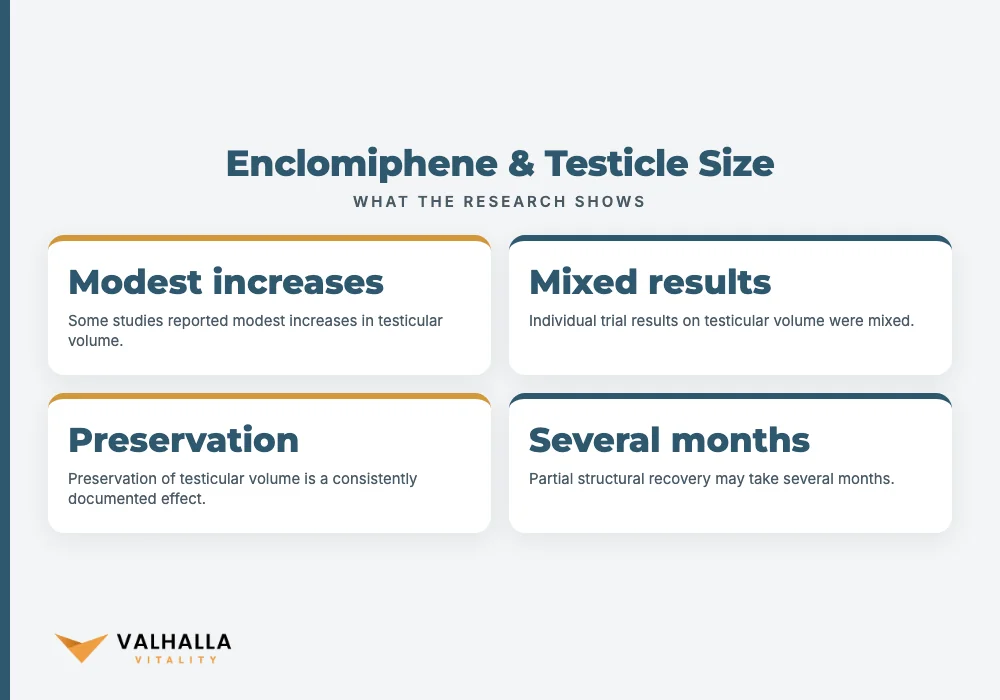 Enclomiphene & Testicle Size
