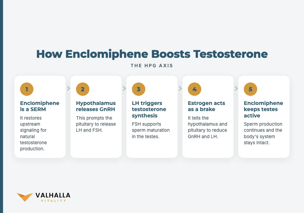 How Enclomiphene Boosts Testosterone