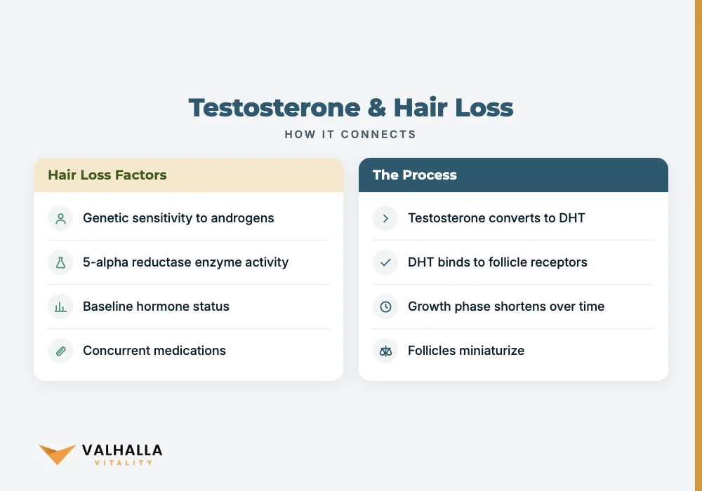 Testosterone & Hair Loss