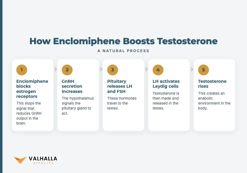 How Enclomiphene Boosts Testosterone